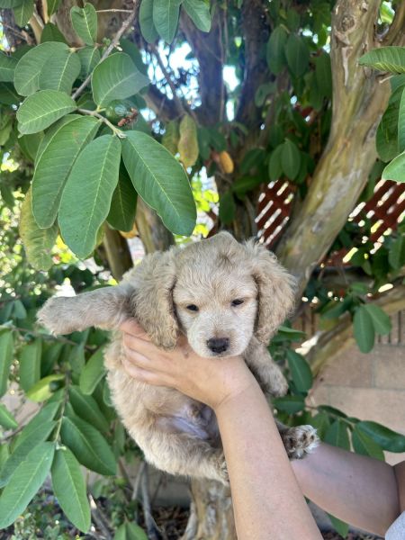 New Born Cavapoo Puppies