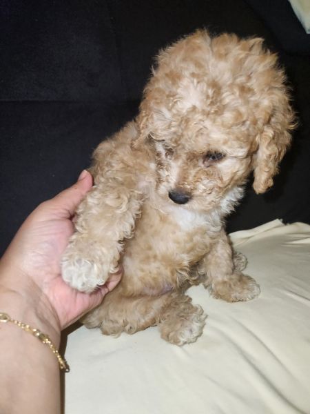 Cavapoo puppies looking for a good home