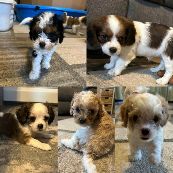 Cavapoochon pups for sale