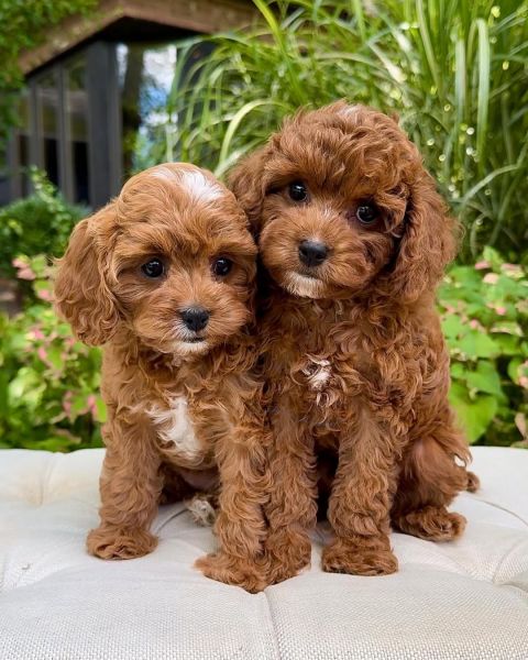 Meet this adorable brother and sister duo, Lilo and Stitch! ????