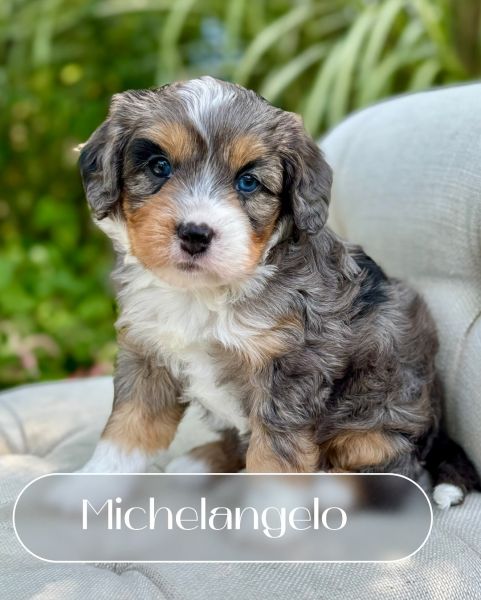 Merle & Sable Cavapoo Puppies Available