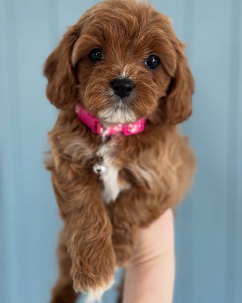 Adorable F1b Cavapoo Puppies – Ready for Their Forever Homes!