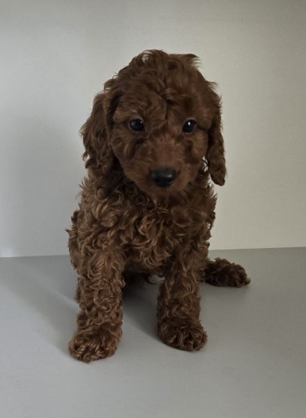 Tot Cavoodle Puppies