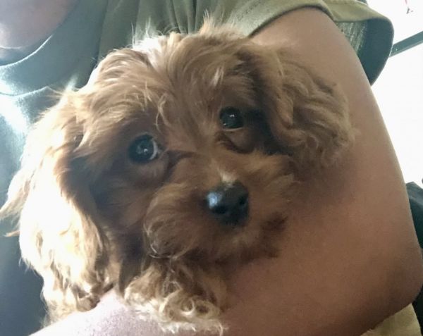 🐾 Meet Lilly – Energetic Mini Cavapoo, 3 Years Old – Spayed & Family-