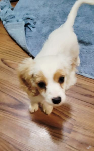 F1 CAVAPOO- Donatello