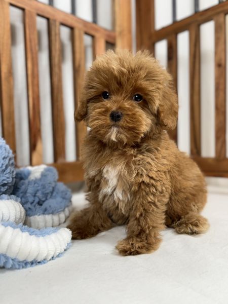 Male Cavapoo
