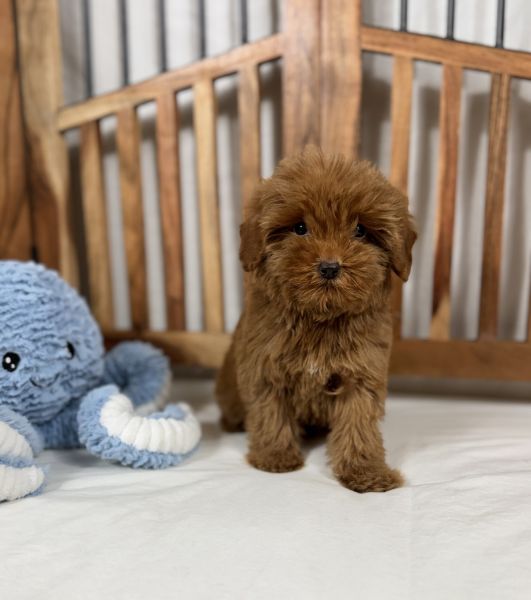 Male Cavapoo