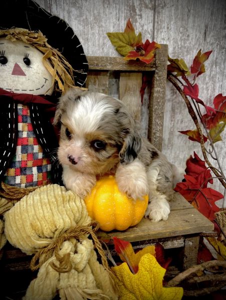 Female Merle Cavapoo