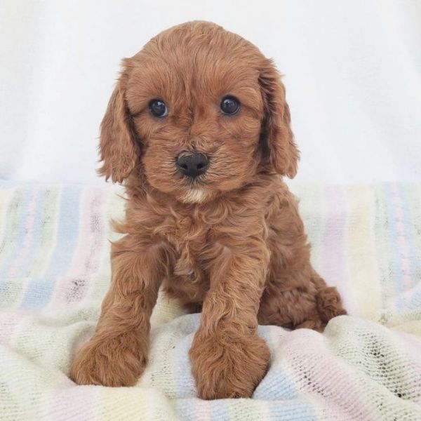 Available Cavapoo Puppies