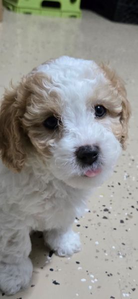 Three cavapoo puppies,pick the one you like .