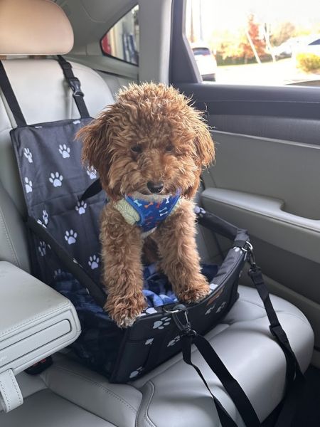 5-Month-Old Cavapoo