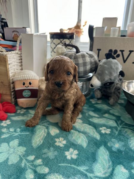 Female toy Irish cavapoo