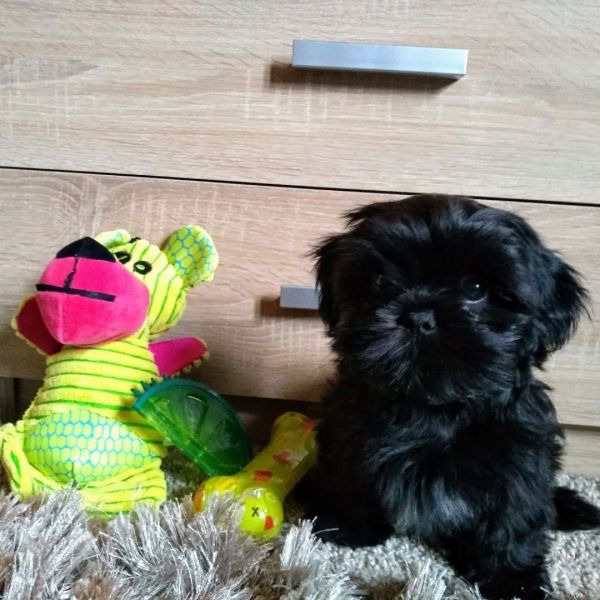 Shih Tzu Puppies Shih Tzu