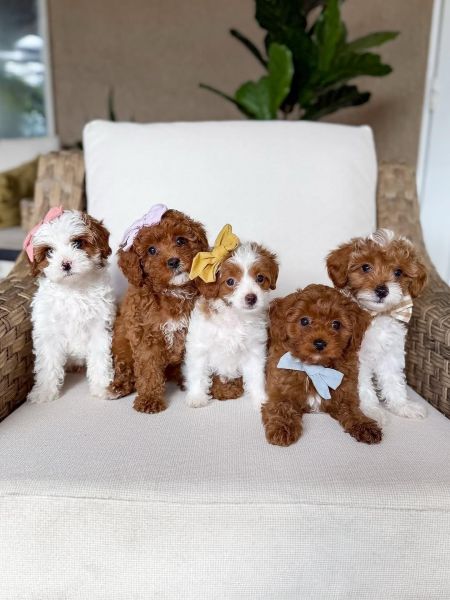Fb1 Toy Cavapoo Puppies Looking For New Homes