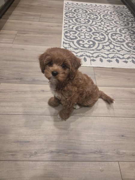Cavapoo F1