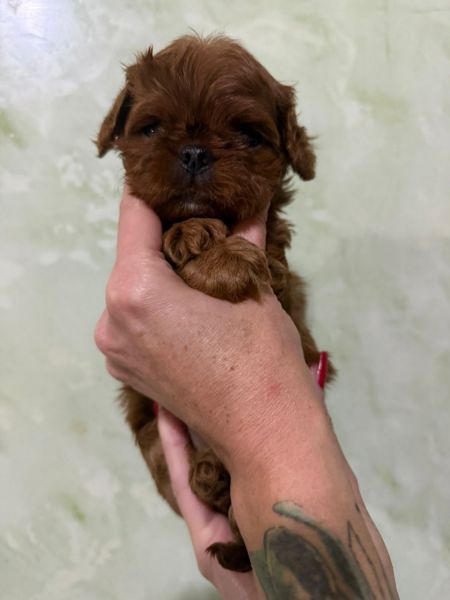 Charming kavapu puppy looks loving family