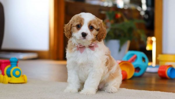 Gorgeous Cavapoo puppies