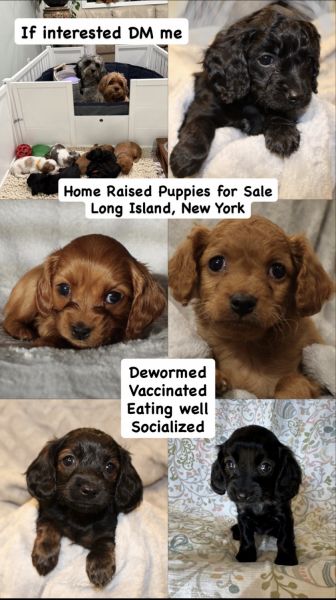 Cavapoo puppies for sale