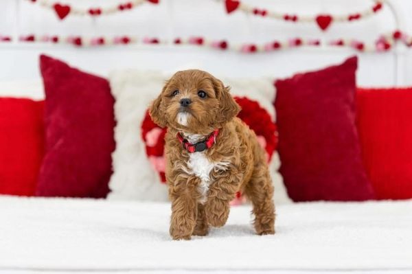 A Loving Home Needed