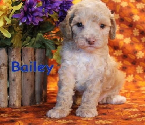 Cavapoo Babies For Re-homing