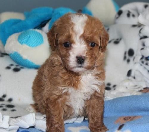 Cavapoo litters