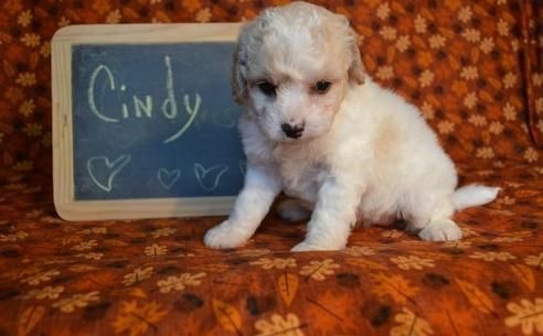 Cavapoo females now ready
