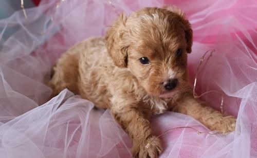 Adorable cavapoo litters
