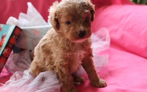 Male And Female Cavapoo Puppies