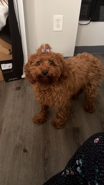 Meet Ginger