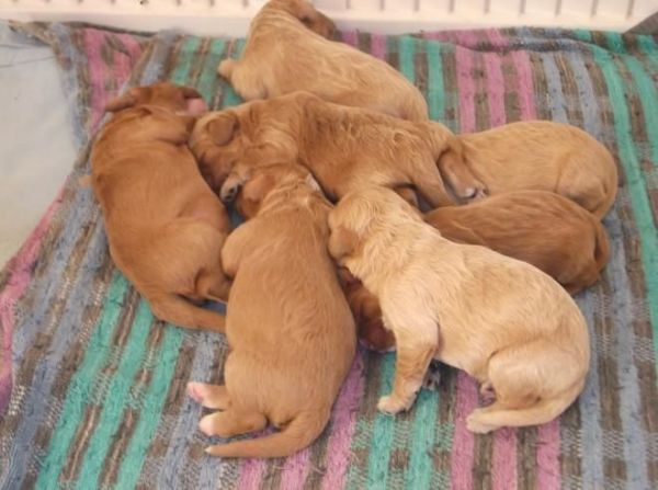 7 Beautiful Apricot/red Cavapoos Puppies