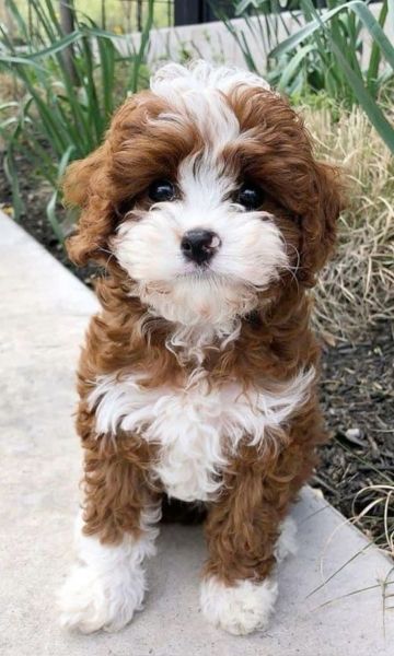 cavapoo puppies available