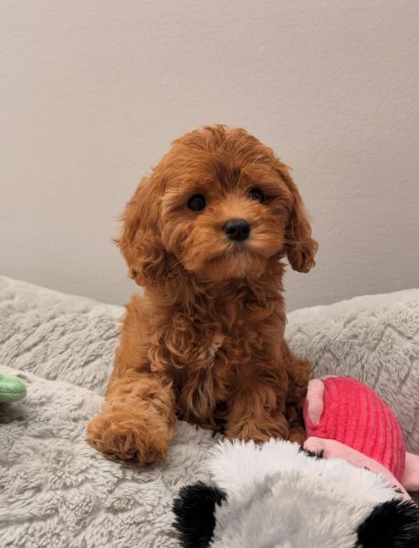 Charlotte — Too Sweet to Scroll Past