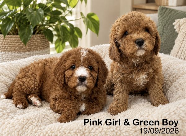 Toy Cavoodle Puppies