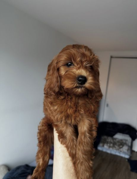 Lovely Little Hazel | DM Us on the Site to Check Availability