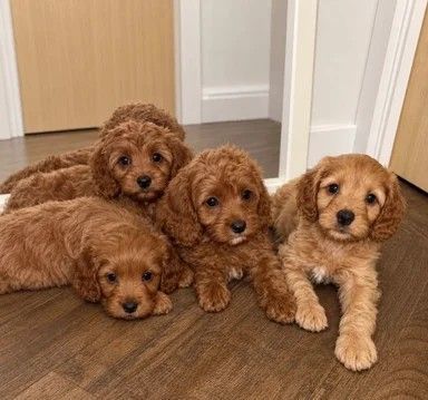 Beautiful Cavapoo puppies