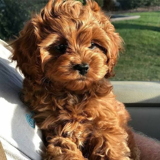 Cavapoo male and female pups
