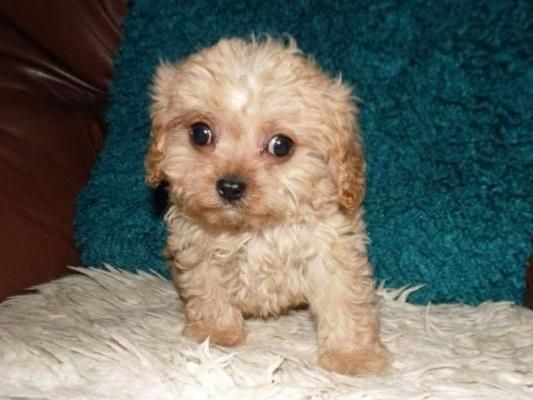 Cute Male/Female Cavapoo Puppies.