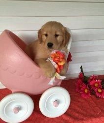 Cavapoos Health Tested Champion Bloodlines