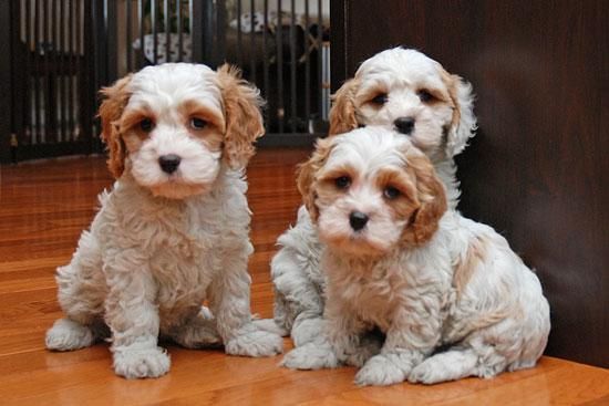 Pretty Cavachon Puppies