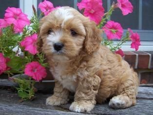 male and female Shar Pei Puppies