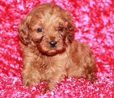M/f Akc Cavapoo Puppies For Sale
