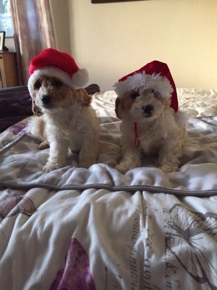 Red And White Cavapoo Puppies For Sale