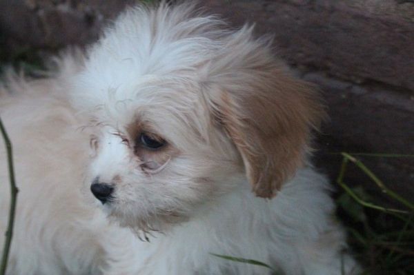 Cavapoos First Generation Last Girl Left