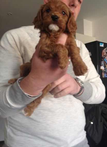 Cavapoo Puppies Health Tested Lines