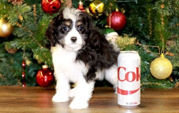 Toy Cavapoo Puppies 2 Boys To Reserve