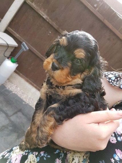 Toy Cavapoo Puppies 2 Boys Ready To Leave In 1week