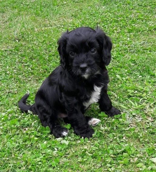 1gorgeous Boy Cavapoo Ready
