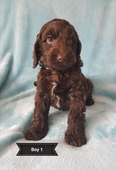 Beautiful F1b Choc Cockapoo Puppies Ready Now *