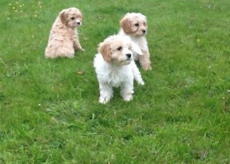 Beautiful Cavapoo pups