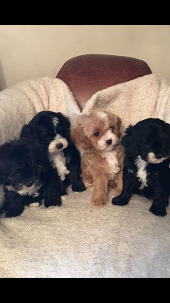 Cavapoo Puppies